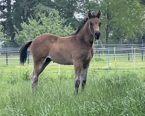 horse Bon Fidenzo H (Westphalian, 2021, from Bonfire HW)