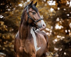 Dressurpferd Hannes (sonstiges Pony, 2005)