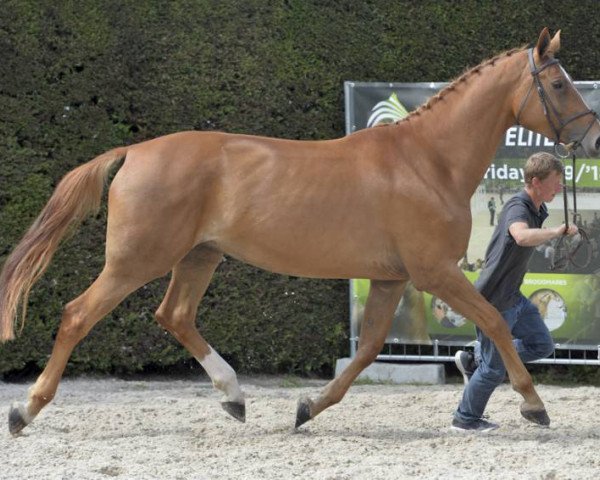broodmare Martinique van't Meulenhof (Belgian Warmblood, 2012, from Arko III)