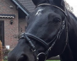 Cavallo da Dressage Zoretto 2 (Trakehner, 1998, di Finley M)