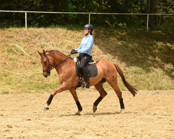 dressage horse Dear Dornik BE (German Riding Pony, 2014, from Dornik B)