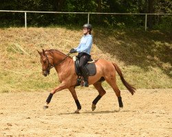 dressage horse Dear Dornik BE (German Riding Pony, 2014, from Dornik B)