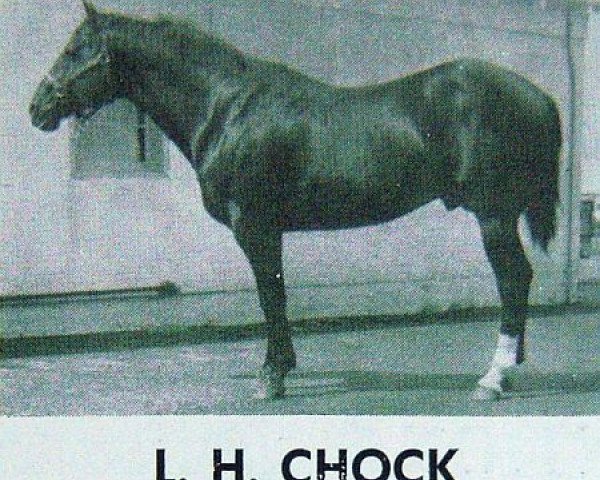 Deckhengst L H Chock (Quarter Horse, 1944, von King)