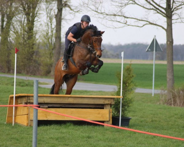 jumper Captain Scotch (Holsteiner, 2012, from Canturo)