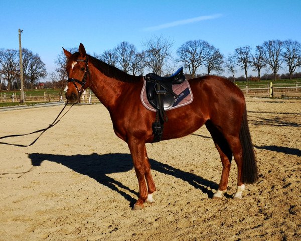 dressage horse Icona (Westphalian, 2011, from Intendant xx)