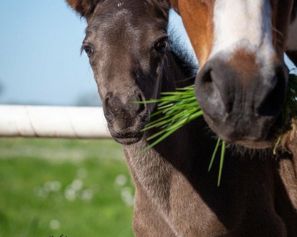 horse Oskar Schindler MK (Pinto / Pony, 2018, from Onyx)