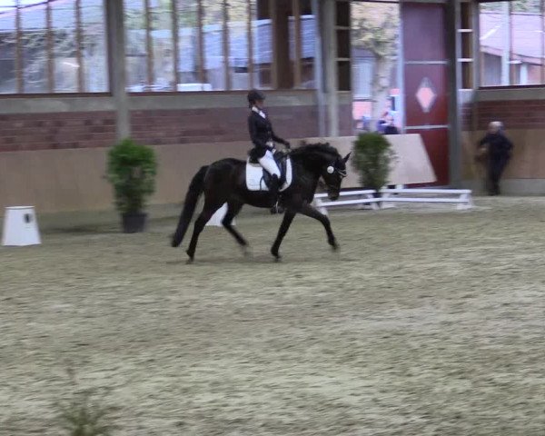 Hallen-Reitturnier Havixbeck-Hohenholte 2016