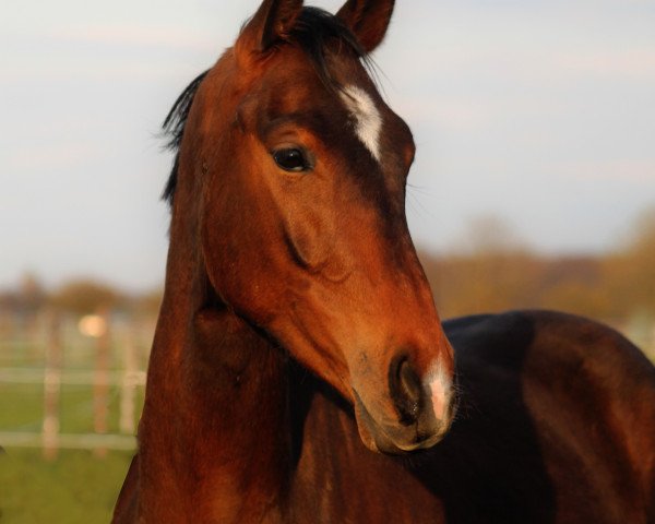 horse Chercher l´amour (Oldenburg show jumper, 2018, from Coupe Gold)