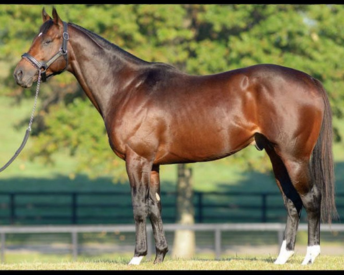 stallion New Years Day xx (Thoroughbred, 2011, from Street Cry xx)