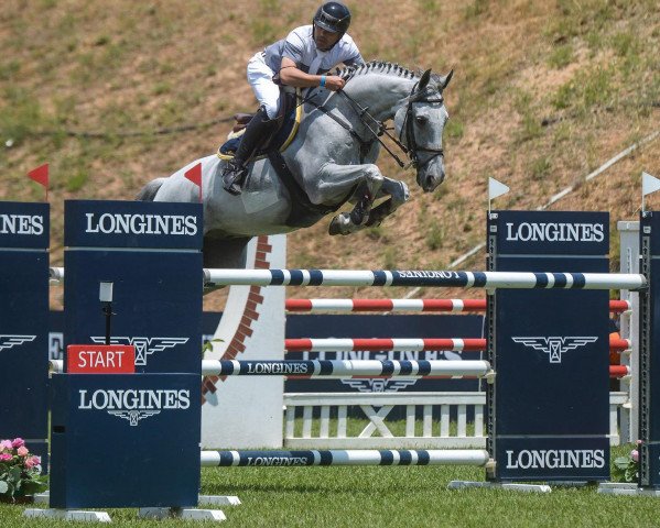 horse Hard-rock-strono (KWPN (Royal Dutch Sporthorse), 2012, from Cassini Boy Junior)