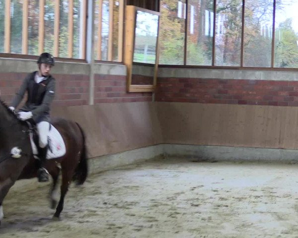 Hallen-Reitturnier Havixbeck-Hohenholte 2016