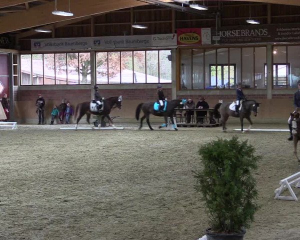 Hallen-Reitturnier Havixbeck-Hohenholte 2016