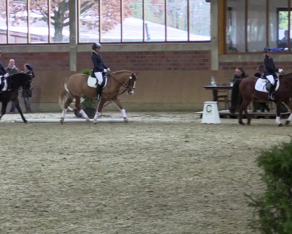 Hallen-Reitturnier Havixbeck-Hohenholte 2016