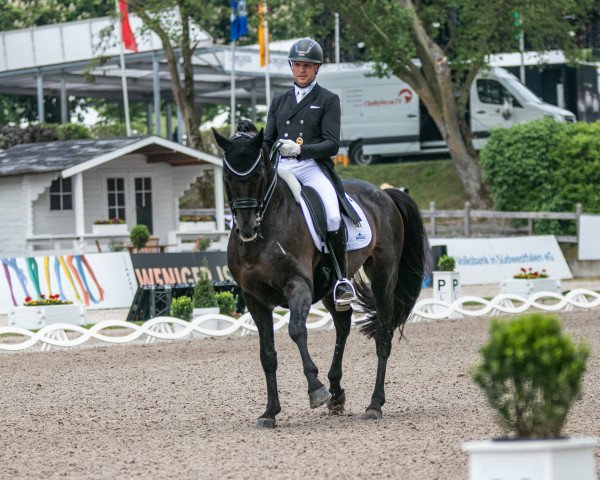 stallion Meggle's Boston (KWPN (Royal Dutch Sporthorse), 2006, from Glock's Johnson Tn)