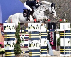 jumper Dedicasse du Bois de Buisseret (Belgium Sporthorse, 2009, from Ugano Sitte)