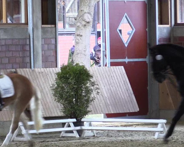 Hallen-Reitturnier Havixbeck-Hohenholte 2016