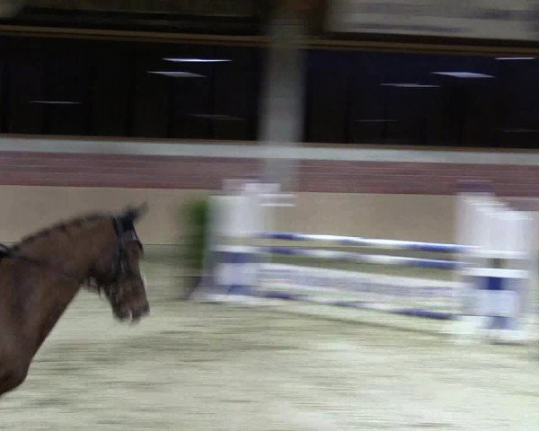 Hallen-Reitturnier Havixbeck-Hohenholte 2016