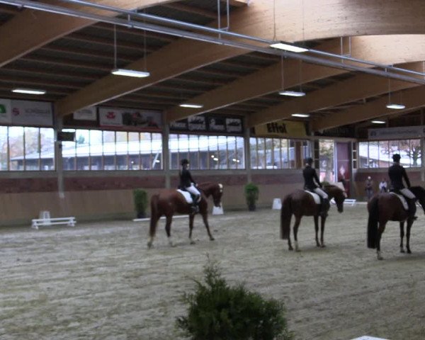 Hallen-Reitturnier Havixbeck-Hohenholte 2016