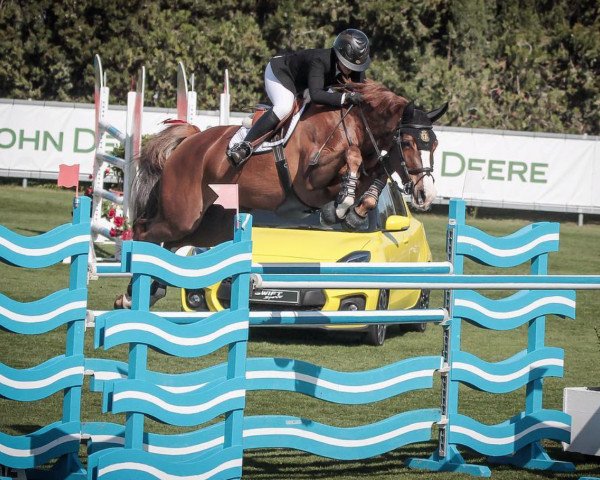 jumper Courage (KWPN (Royal Dutch Sporthorse), 2007, from Converter I)