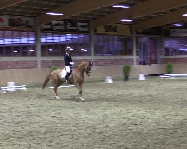 Hallen-Reitturnier Havixbeck-Hohenholte 2016
