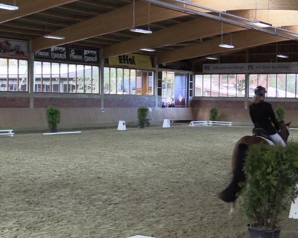 Hallen-Reitturnier Havixbeck-Hohenholte 2016