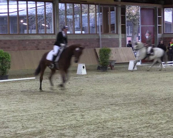 Hallen-Reitturnier Havixbeck-Hohenholte 2016