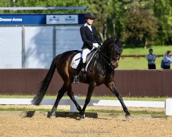 Dressurpferd Dark Dior (Westfale, 2010, von Diamond Hit)