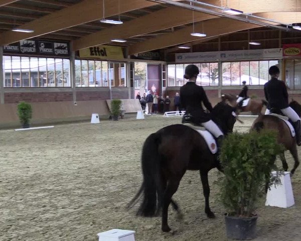 Hallen-Reitturnier Havixbeck-Hohenholte 2016