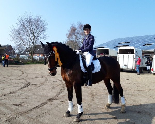 dressage horse Zuki (Holsteiner, 2007, from Acolord)
