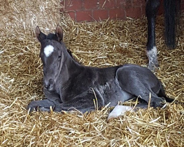 horse Dornröschen WF (Westphalian, 2019, from Don Martillo)