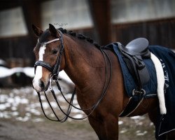 dressage horse Minnie (German Riding Pony, 2012, from Clooney)