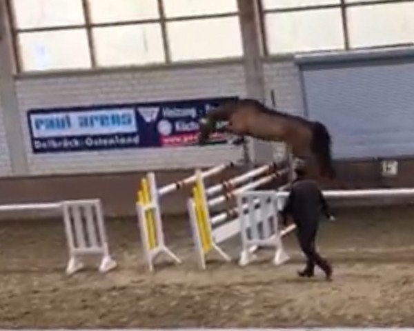 Zuchtstute Sunshine Lady (Westfale, 2016, von Sir Obolensky Z)