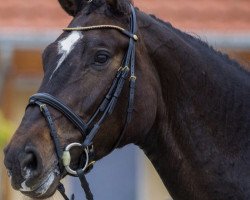 jumper C'est Evie (Holsteiner, 2010, from Caretino)