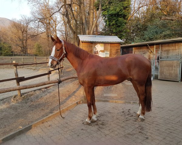 horse Pilarco (Swiss Warmblood, 2012, from Pilotdino)