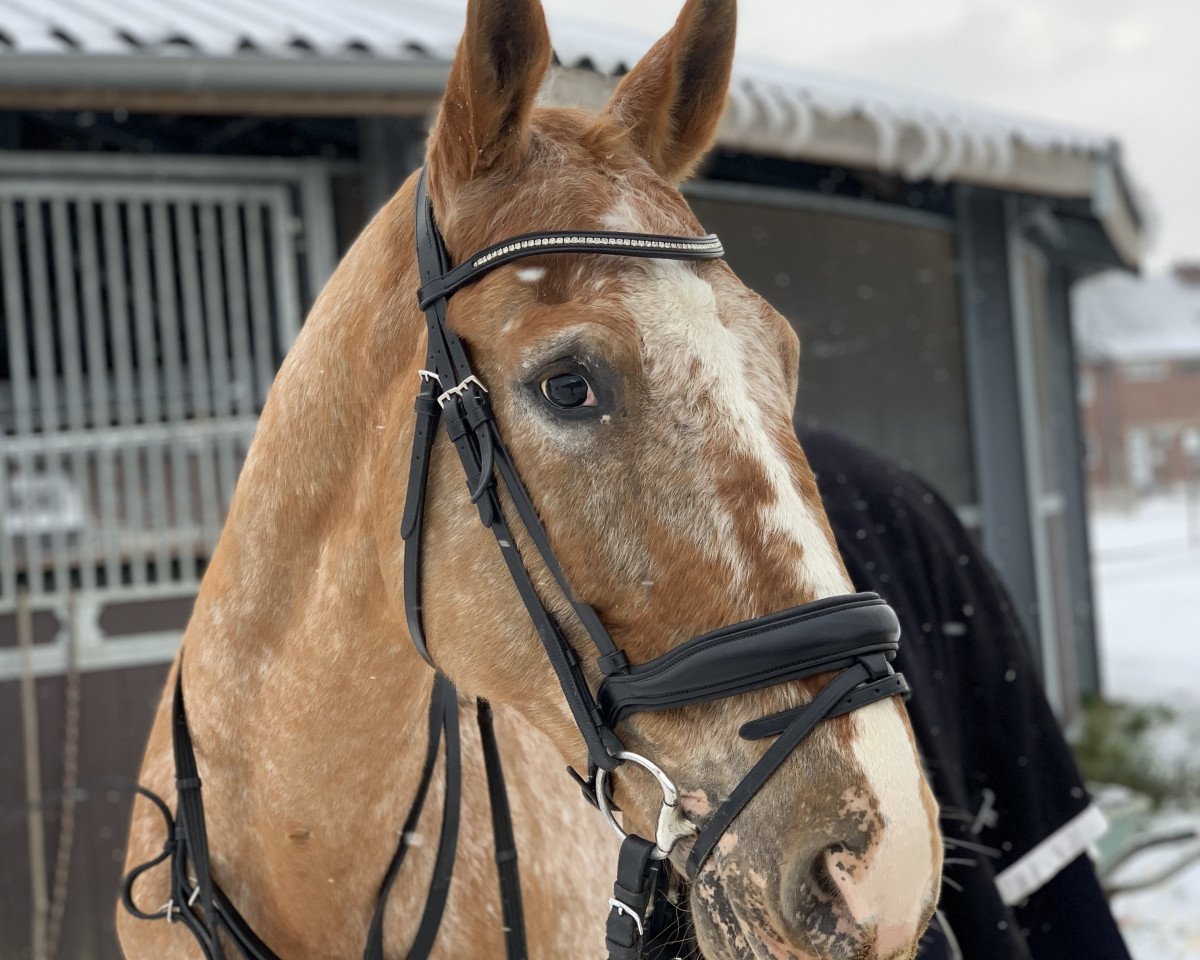 jumper Kalimero 91 (Little German Riding Horse, 2010, from Kobar)