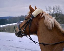 dressage horse Dany 54 (Pony without race description, 2001)