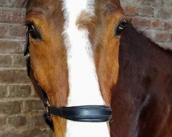 jumper Compañero (German Warmblood, 2010, from Chap 47)