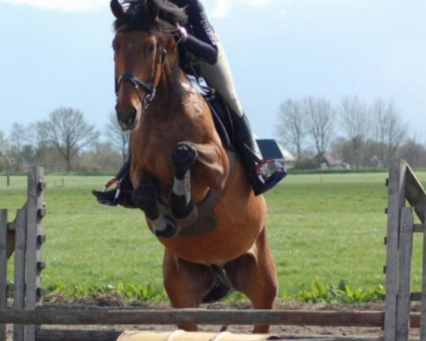 Dressurpferd Kajunogrant SAG (KWPN (Niederländisches Warmblut), 2009, von Kentucky)