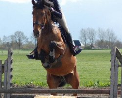 dressage horse Kajunogrant SAG (KWPN (Royal Dutch Sporthorse), 2009, from Kentucky)