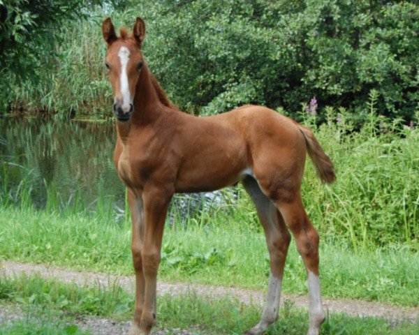 Pferd Ilariniogrant SAG (KWPN (Niederländisches Warmblut), 2018, von Incognito)