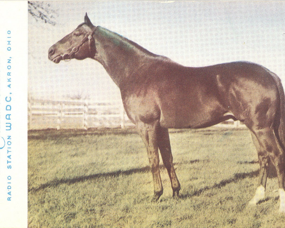 Deckhengst Eternal Bull xx (Englisches Vollblut, 1939, von Bull Dog xx)