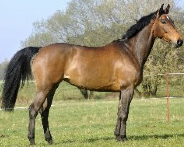 jumper Mi Lagrima de Esperanza (German Warmblood, 2006, from Murphy Him Self)
