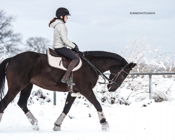 jumper Gipsy Girl (Hanoverian, 2011, from Graf Galen)