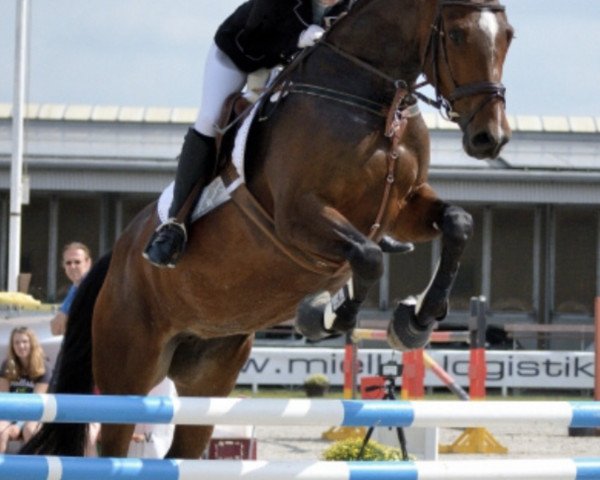 broodmare Carlotta SH (Westphalian, 2009, from Cornado NRW)