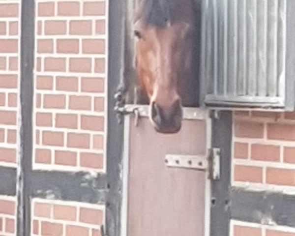 Springpferd Makawa (Deutsches Reitpony, 2013, von Top Montreal)