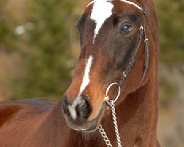 broodmare Teja (Oldenburg, 1990, from Beach Boy)