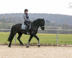 dressage horse Jasper 237 (Pony without race description, 2011)