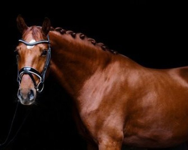 broodmare Quilted Stardust (Westphalian, 2014, from Quaterhall)