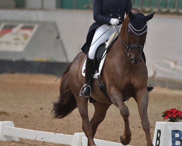 dressage horse Majestix W (Württemberger, 2006, from Münchhausen)
