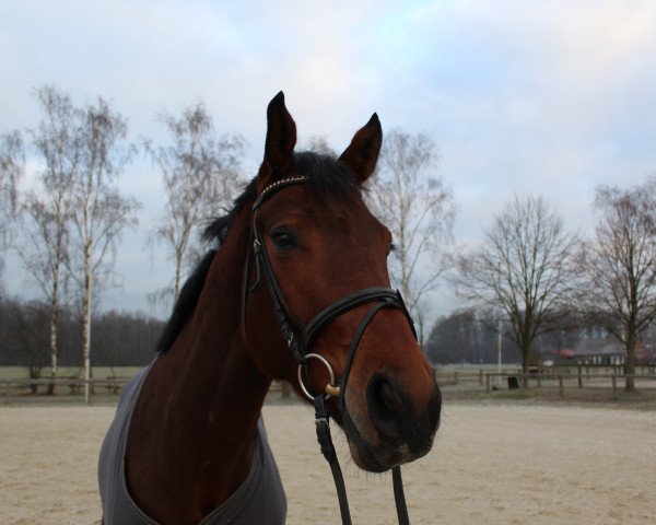 horse Rock Cherusker (Westphalian, 2015, from Rock Forever NRW)